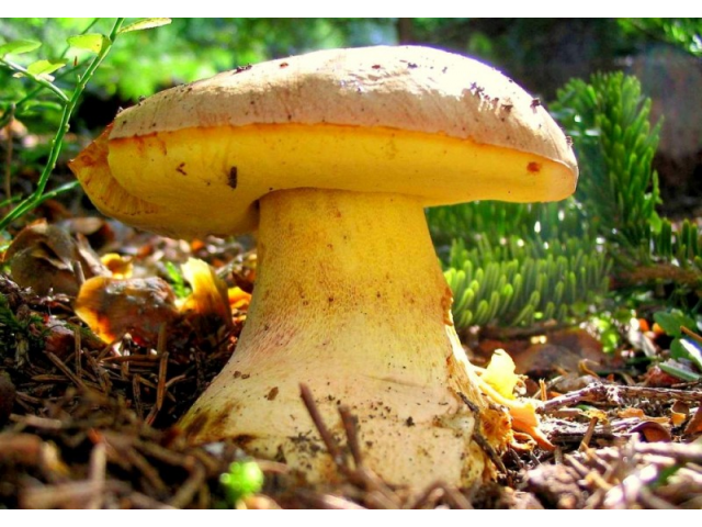 Мицелий Боровика желтого/Полубелый гриб (Boletus impolitus)